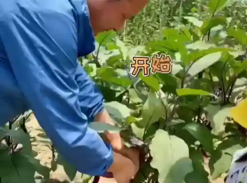 摩尔庄园杰克南瓜酥(摩尔庄园电脑版怎么获得南瓜)插图2