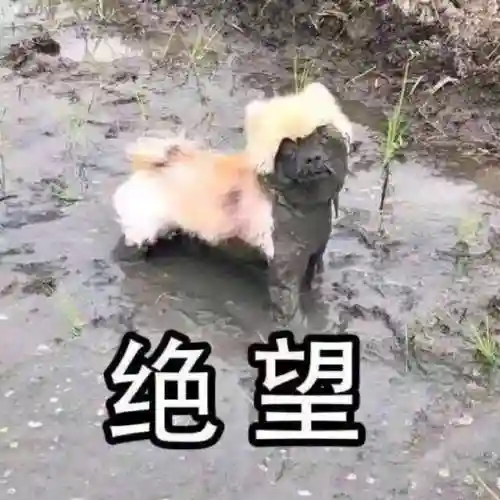 斗图表情包(小黑子专用表情包)插图21