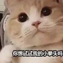 网上特别火的那个猫表情包(猫咪摇头表情包动图)插图10 网上特别火的那个猫表情包(猫咪摇头表情包动图)插图10