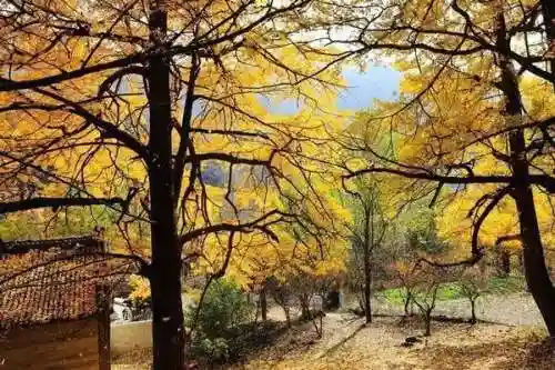 卡房精灵平明阵容怎么搭配(最强平民宝可梦阵容)插图7