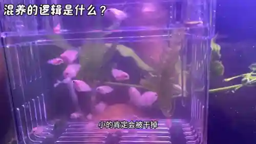 领地冲突阵容搭配推荐最新(剑与远征人族最强阵容)插图1