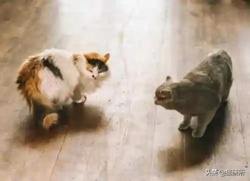 猫咪打架厉害的阵容搭配(一刀传世打架厉害的职业搭配)插图13
