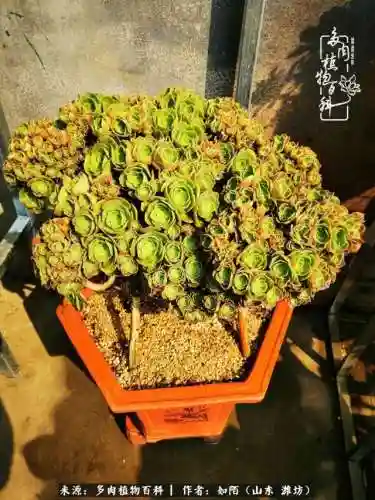 养娃阵容法师怎么搭配技能(传奇法师招什么宝宝最厉害)插图14
