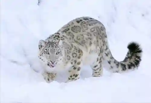 最强猎捕阵容搭配攻略图(黑暗料理王狩猎最佳阵容)插图7 最强猎捕阵容搭配攻略图(黑暗料理王狩猎最佳阵容)插图7