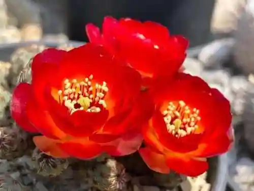 搭配火焰球球的阵容(火拳球球如何搭配很厉害)插图6