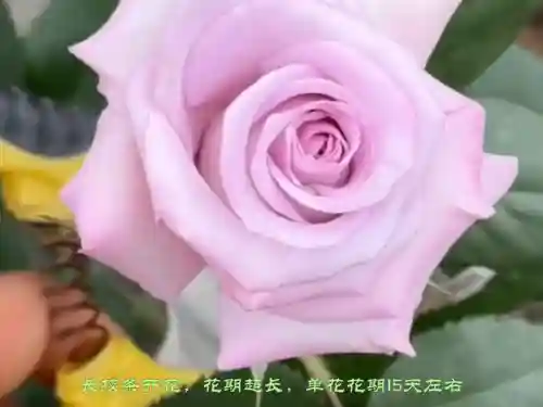 迷雾花园搭配阵容图片大全(密林纷争最强阵容搭配)插图1