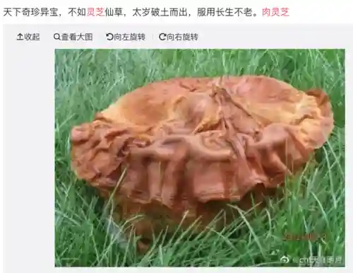 战国幻想录阵容搭配推荐(幻想名将录平民最强阵容)插图8