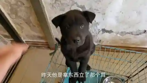 狗子五黑阵容装备搭配最新(王者荣耀5黑阵容排名)插图3