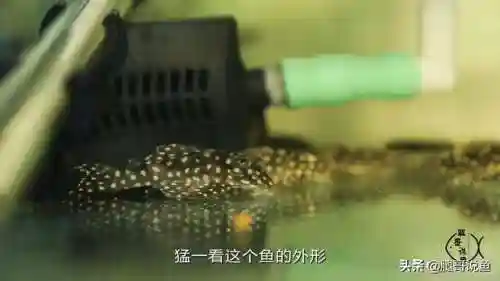 异形皇后搭配什么阵容最好(异次元公主最强阵容)插图1