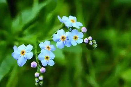 勿忘我的花语和寓意(勿忘我适合送什么人)插图3