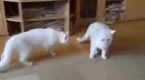猫咪打架厉害的阵容搭配(一刀传世打架厉害的职业搭配)插图2