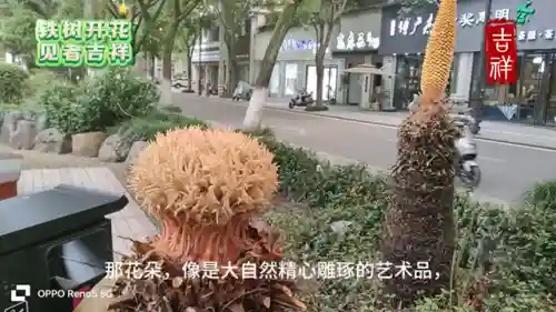 铁树开花阵容怎么搭配(圣树之光阵容搭配攻略)