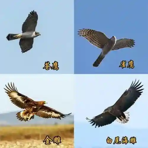 羞羞的铁拳熬鹰(羞羞的铁拳鹰叫什么名字)插图10