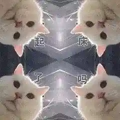 网上特别火的那个猫表情包(猫咪摇头表情包动图)插图14 网上特别火的那个猫表情包(猫咪摇头表情包动图)插图14