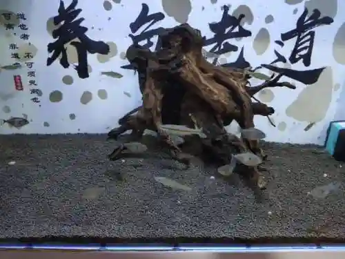 迷你妖姬阵容搭配推荐最新(萌神战姬最强阵容搭配)插图6