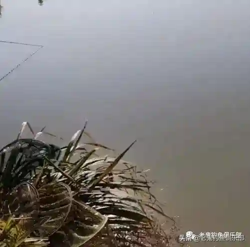 野战之王搭配阵容推荐图(龙战于野最强阵容)插图1 野战之王搭配阵容推荐图(龙战于野最强阵容)插图1
