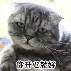 网上特别火的那个猫表情包(猫咪摇头表情包动图)插图8 网上特别火的那个猫表情包(猫咪摇头表情包动图)插图8