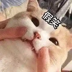 网上特别火的那个猫表情包(猫咪摇头表情包动图)插图17 网上特别火的那个猫表情包(猫咪摇头表情包动图)插图17