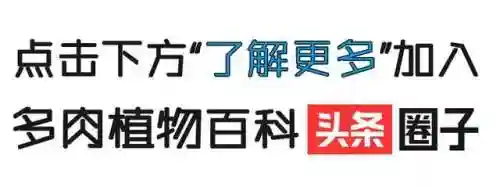 法师加养娃阵容搭配(22级法师招什么宝宝)插图70