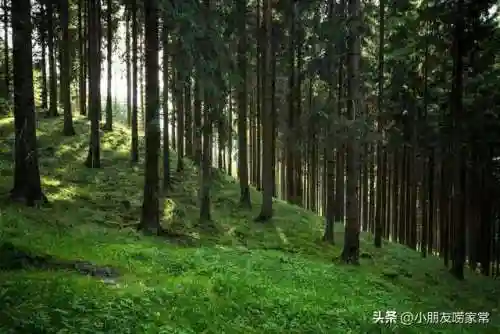 无尽禁林阵容搭配攻略(无尽守护最强阵容推荐)插图4