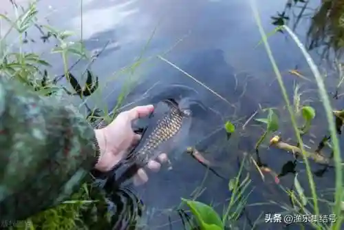 竞技主线怎样搭配阵容好(剑与远征竞技场最强阵容)插图2
