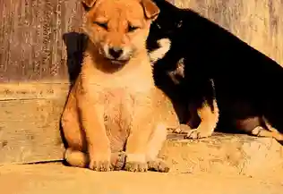 适合穷人养的狗(养什么狗最省心又便宜)插图2