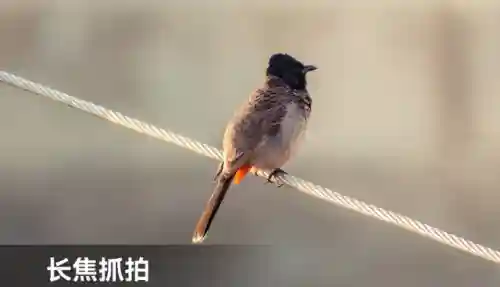 射击游戏辅助瞄准器(免费准星瞄准器)插图5