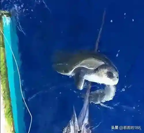 动物之战蜥蜴阵容搭配攻略(剑与远征蜥蜴主C推图阵容)插图26