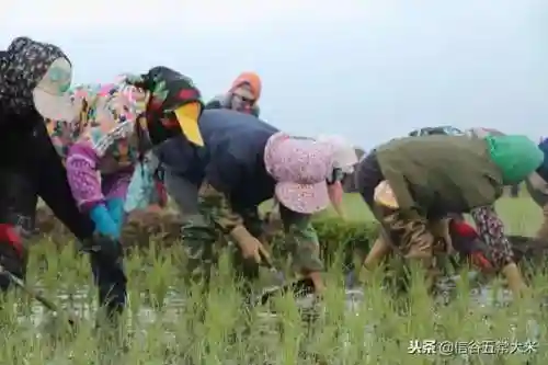 拔草大军的最强阵容搭配(银河英雄传义军阵容最后一关怎么打)插图3