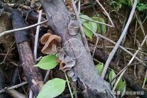 三幻潘长江阵容搭配(三孙阵容怎么这么菜)插图37