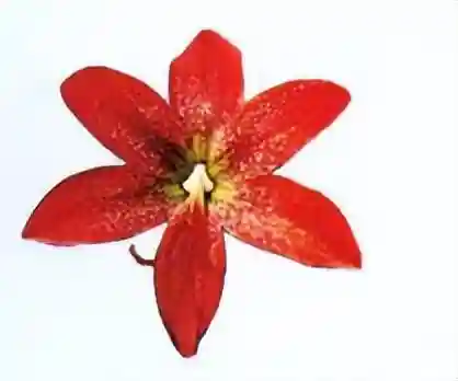 原生花4最强阵容搭配(迪奥娜阵容搭配平民)插图26