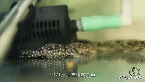 异形皇后搭配什么阵容最好(异次元公主最强阵容)插图3