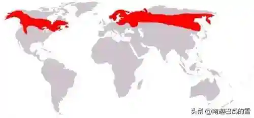 驯鹿部落推荐阵容搭配图(木鹿大王最强阵容)插图2