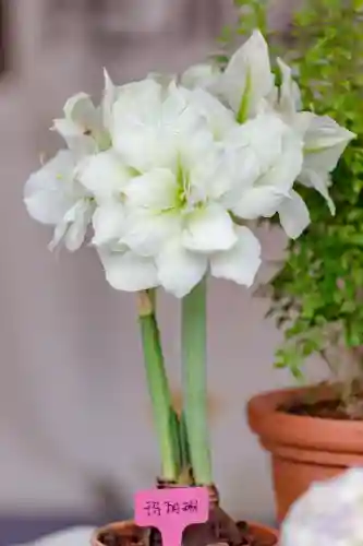 原生花4最强阵容搭配(迪奥娜阵容搭配平民)插图37