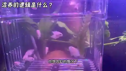 领地冲突阵容搭配推荐最新(剑与远征人族最强阵容)插图2