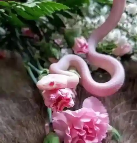 中国第一蛇王(中国最漂亮的毒蛇)插图7