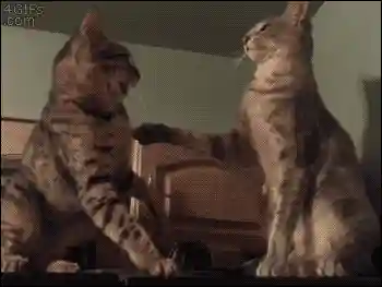 猫咪打架厉害的阵容搭配(一刀传世打架厉害的职业搭配)插图1