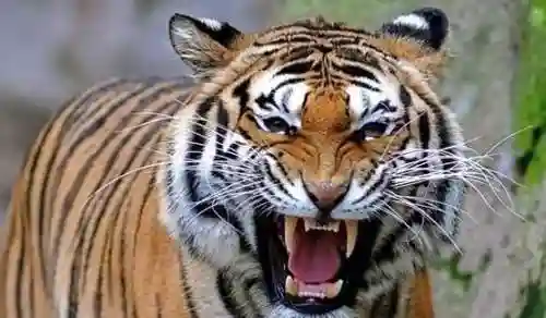 最强猎捕阵容搭配攻略图(黑暗料理王狩猎最佳阵容)插图5 最强猎捕阵容搭配攻略图(黑暗料理王狩猎最佳阵容)插图5
