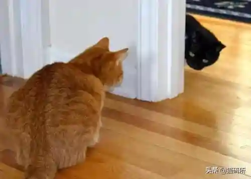 猫咪打架厉害的阵容搭配(一刀传世打架厉害的职业搭配)插图11