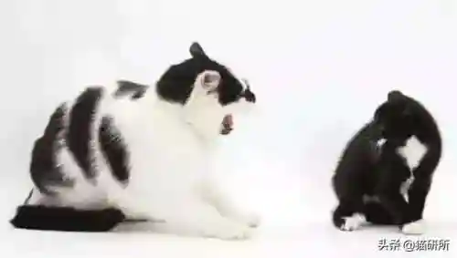 猫咪打架厉害的阵容搭配(一刀传世打架厉害的职业搭配)插图12