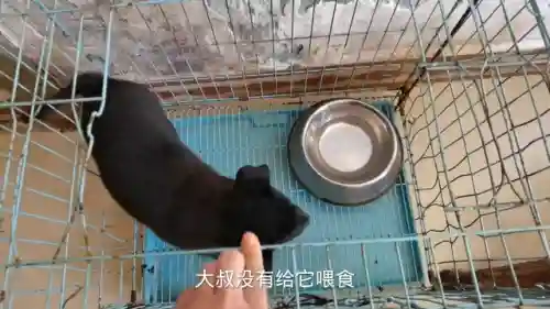 狗子五黑阵容装备搭配最新(王者荣耀5黑阵容排名)插图1