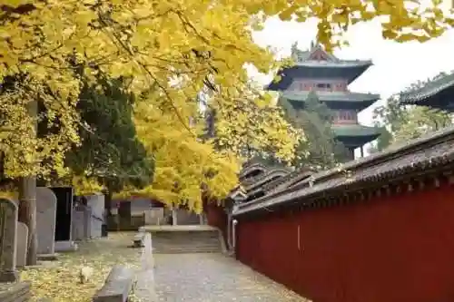 卡房精灵平明阵容怎么搭配(最强平民宝可梦阵容)插图6