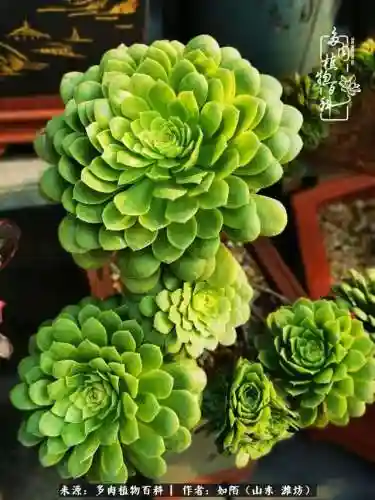 养娃阵容法师怎么搭配技能(传奇法师招什么宝宝最厉害)插图34