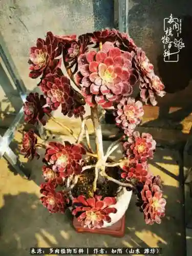 养娃阵容法师怎么搭配技能(传奇法师招什么宝宝最厉害)插图6