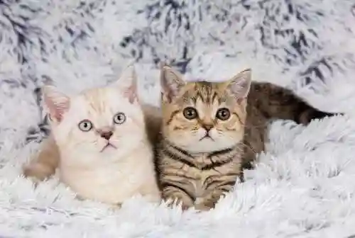 超能世界猫咪阵容搭配攻略(超能世界平民三套阵容)插图2