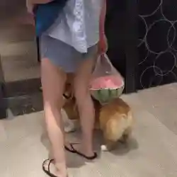 鳄鱼骑猪阵容怎么搭配(群骑吕布最强阵容)插图2