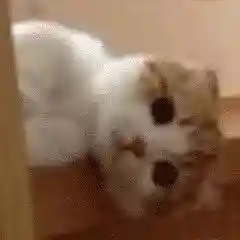 网上特别火的那个猫表情包(猫咪摇头表情包动图)插图27 网上特别火的那个猫表情包(猫咪摇头表情包动图)插图27