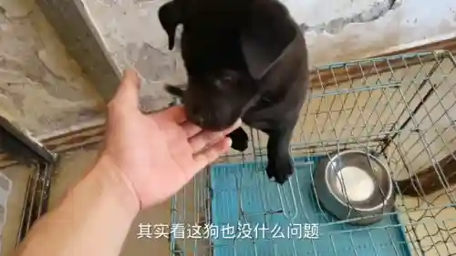 狗子五黑阵容装备搭配最新(王者荣耀5黑阵容排名)插图4