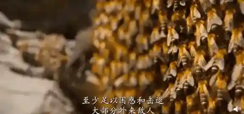 全民超人打野阵容最新搭配(全民超神全部英雄大全)插图26