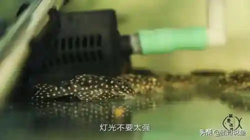 异形皇后搭配什么阵容最好(异次元公主最强阵容)插图7